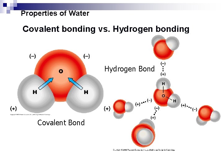 Properties of Water Covalent bonding vs. Hydrogen bonding Hydrogen Bond Covalent Bond 