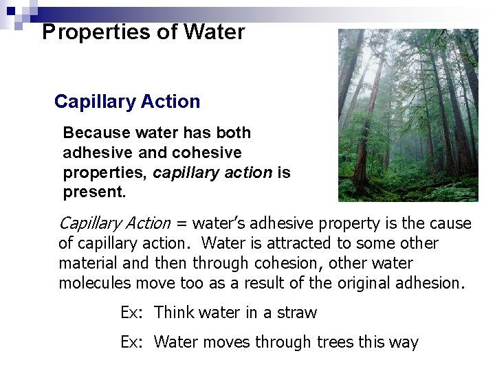 Properties of Water Capillary Action Because water has both adhesive and cohesive properties, capillary