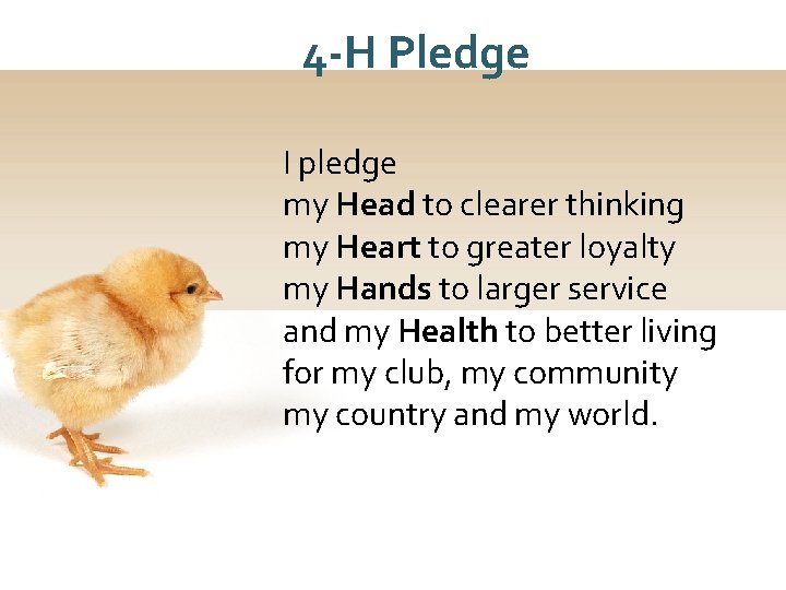 4 -H Pledge I pledge my Head to clearer thinking my Heart to greater