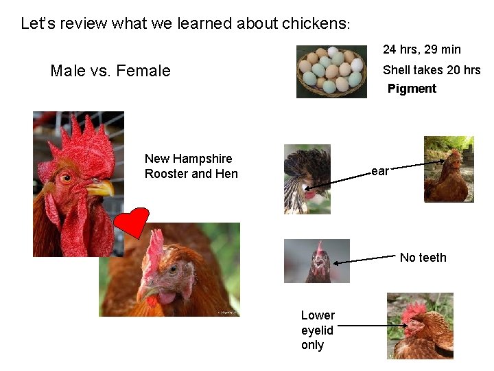 Let’s review what we learned about chickens: 24 hrs, 29 min Male vs. Female