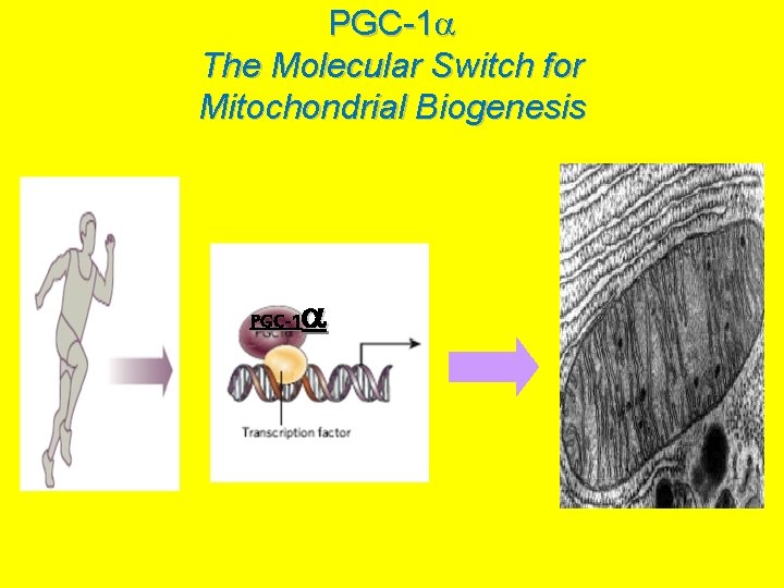 PGC-1 The Molecular Switch for Mitochondrial Biogenesis PGC-1 