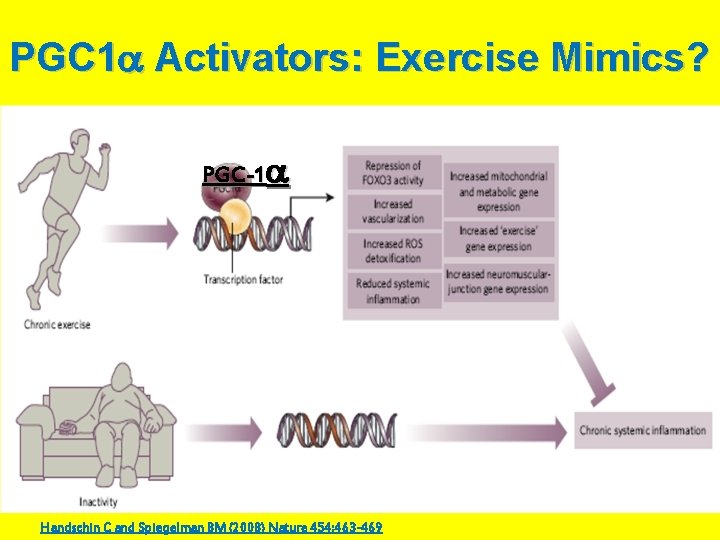 PGC 1 Activators: Exercise Mimics? PGC-1 Handschin C and Spiegelman BM (2008) Nature 454: