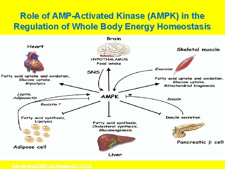 Role of AMP-Activated Kinase (AMPK) in the Regulation of Whole Body Energy Homeostasis Kahn