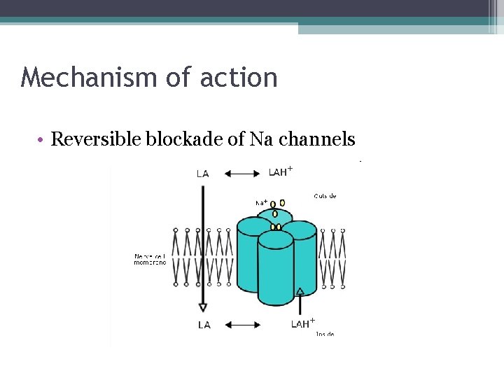Mechanism of action • Reversible blockade of Na channels 
