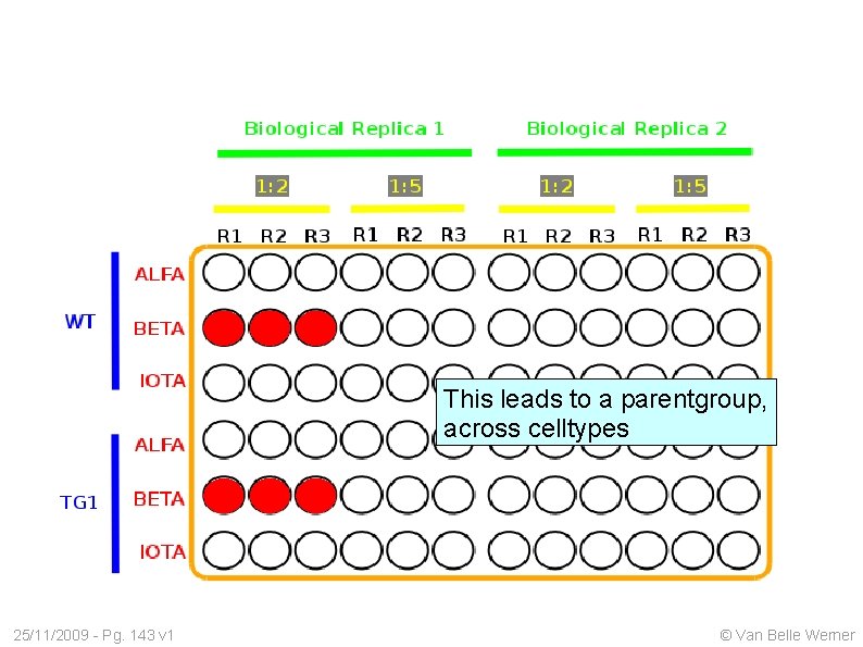 This leads to a parentgroup, across celltypes 25/11/2009 - Pg. 143 v 1 ©