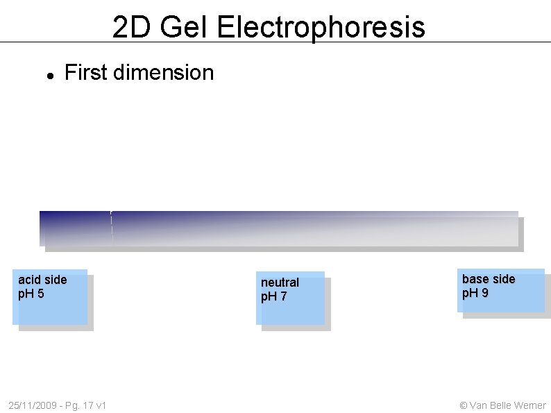 2 D Gel Electrophoresis First dimension acid side p. H 5 25/11/2009 - Pg.