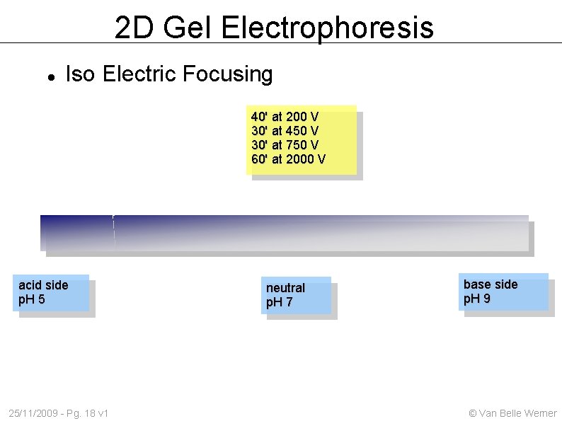 2 D Gel Electrophoresis Iso Electric Focusing 40' at 200 V 30' at 450