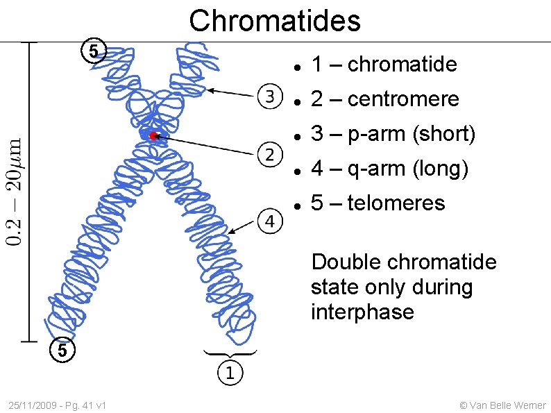 Chromatides 5 1 – chromatide 2 – centromere 3 – p-arm (short) 4 –