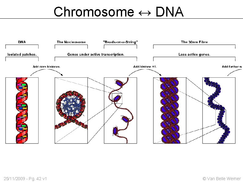 Chromosome ↔ DNA 25/11/2009 - Pg. 42 v 1 © Van Belle Werner 