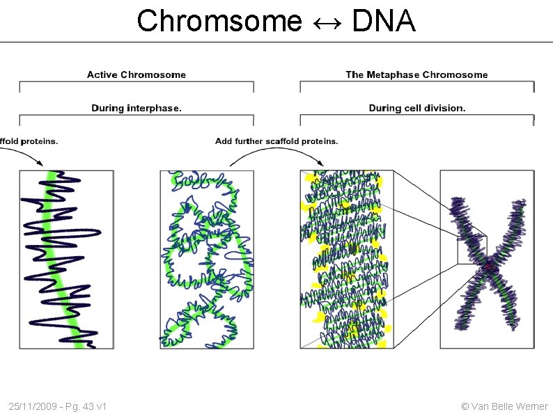 Chromsome ↔ DNA 25/11/2009 - Pg. 43 v 1 © Van Belle Werner 