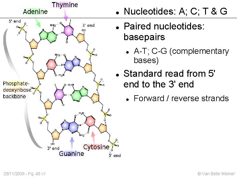  Nucleotides: A; C; T & G Paired nucleotides: basepairs Standard read from 5'