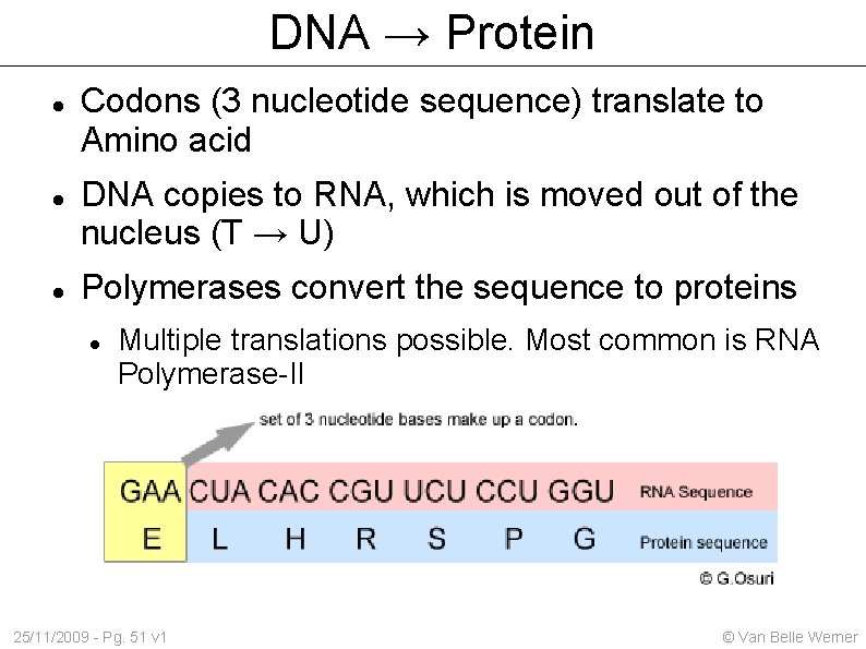 DNA → Protein Codons (3 nucleotide sequence) translate to Amino acid DNA copies to