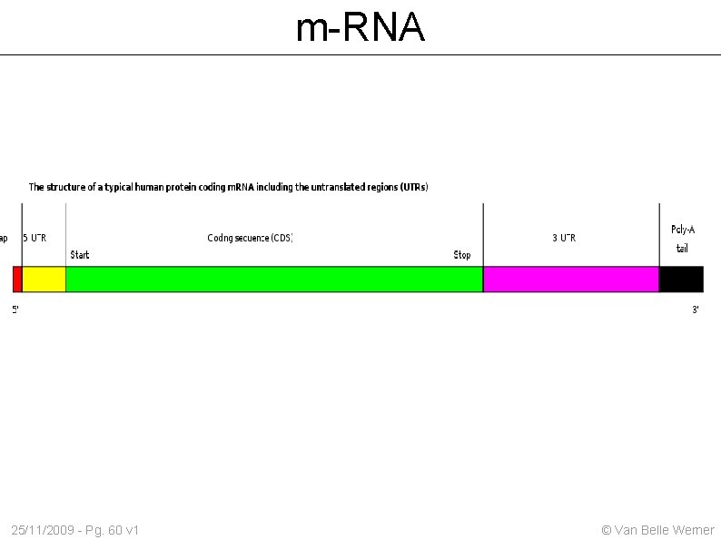 m-RNA 25/11/2009 - Pg. 60 v 1 © Van Belle Werner 