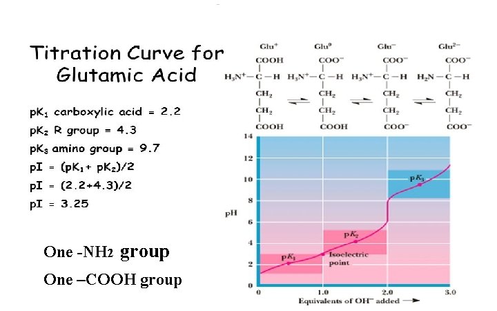 One -NH 2 group One –COOH group 