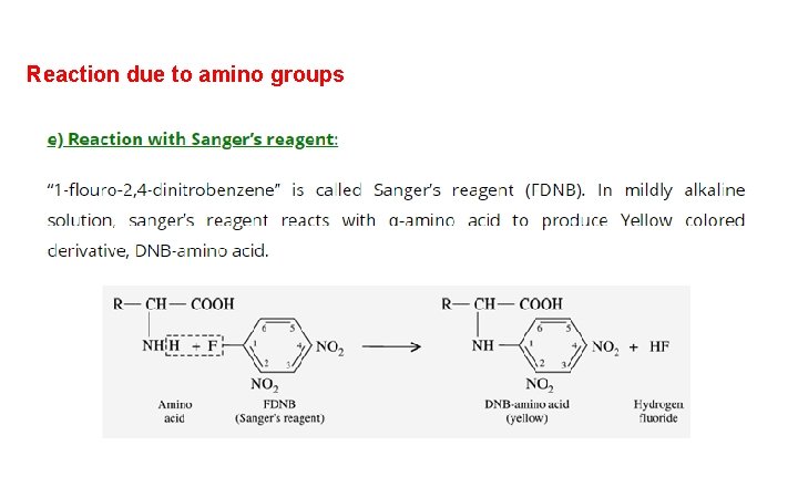 Reaction due to amino groups 