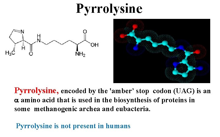 Pyrrolysine, encoded by the 'amber’ stop codon (UAG) is an amino acid that is