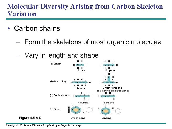 Molecular Diversity Arising from Carbon Skeleton Variation • Carbon chains – Form the skeletons