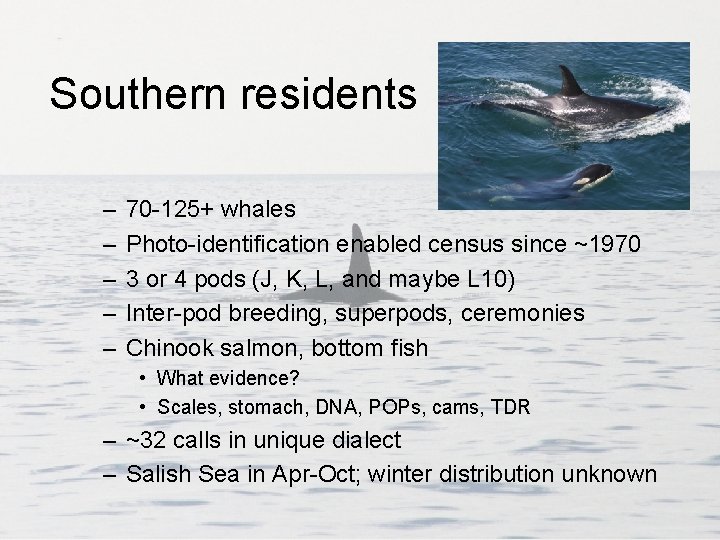 Southern residents – – – 70 -125+ whales Photo-identification enabled census since ~1970 3