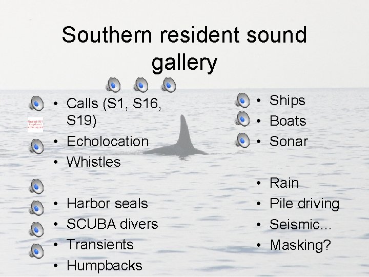 Southern resident sound gallery • Calls (S 1, S 16, S 19) • Echolocation