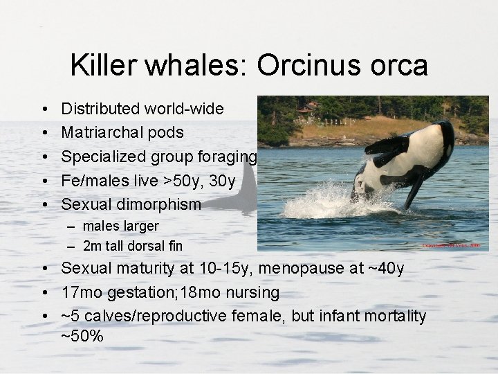 Killer whales: Orcinus orca • • • Distributed world-wide Matriarchal pods Specialized group foraging