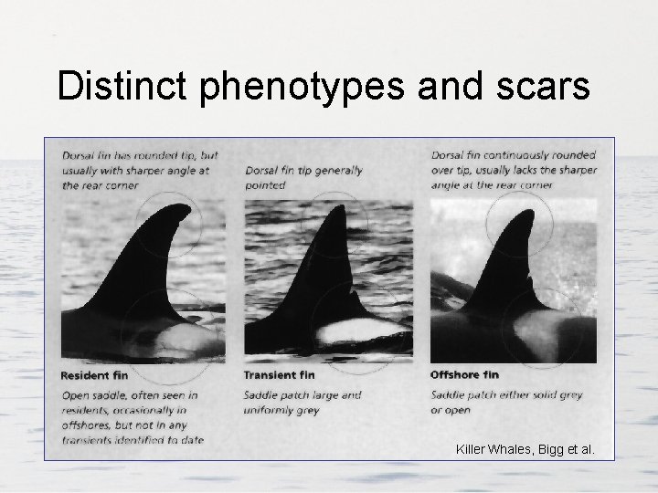 Distinct phenotypes and scars Killer Whales, Bigg et al. 