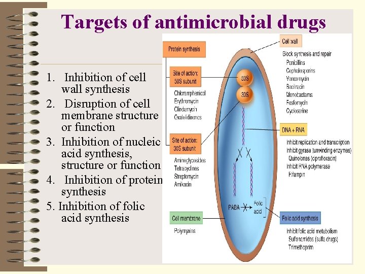 Targets of antimicrobial drugs 1. Inhibition of cell wall synthesis 2. Disruption of cell