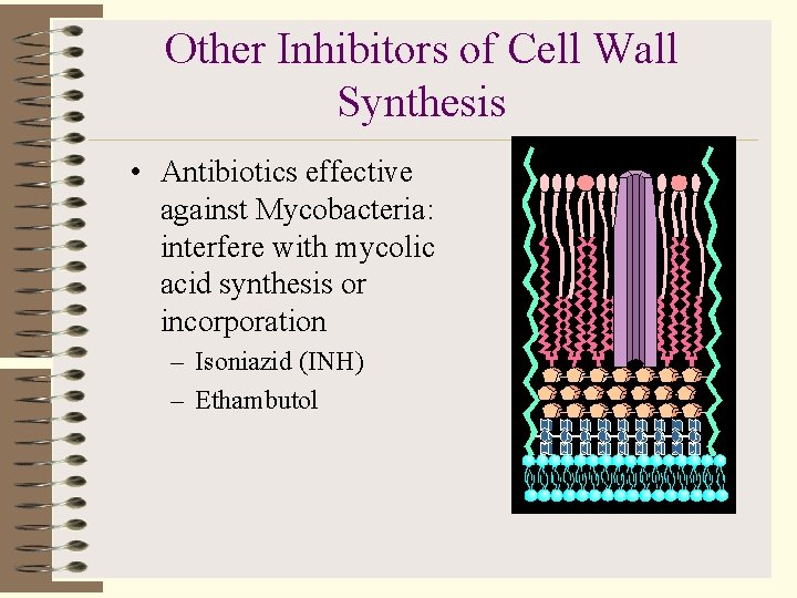 Other Inhibitors of Cell Wall Synthesis • Antibiotics effective against Mycobacteria: interfere with mycolic