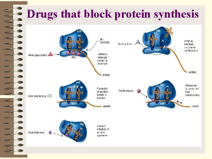 Drugs that block protein synthesis 