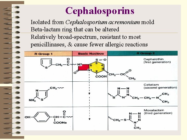 Cephalosporins Isolated from Cephalosporium acremonium mold Beta-lactam ring that can be altered Relatively broad-spectrum,