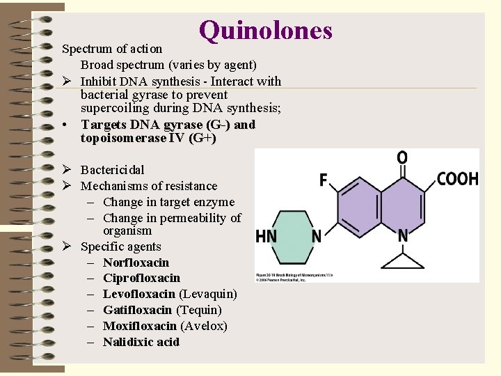 Quinolones Spectrum of action Broad spectrum (varies by agent) Ø Inhibit DNA synthesis -
