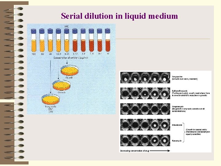 Serial dilution in liquid medium 