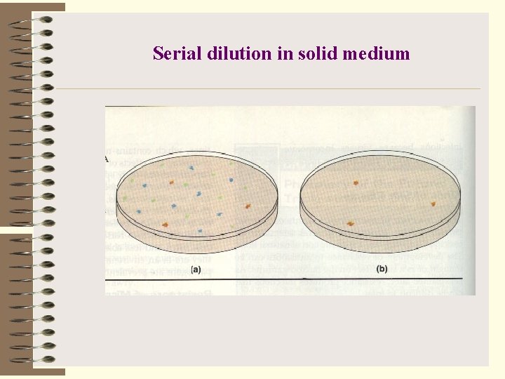 Serial dilution in solid medium 