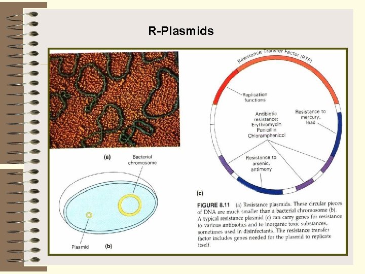 R-Plasmids 