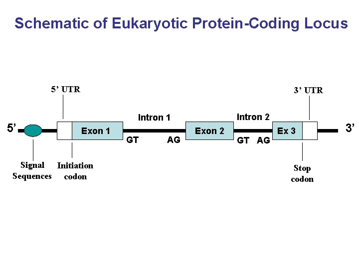 Schematic of Eukaryotic Protein-Coding Locus 5’ UTR 5’ 3’ UTR Intron 2 Intron 1