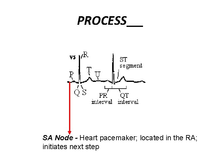 PROCESS SA Node - Heart pacemaker; located in the RA; initiates next step 