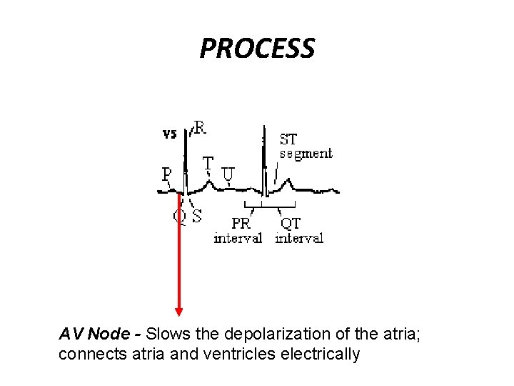 PROCESS AV Node - Slows the depolarization of the atria; connects atria and ventricles