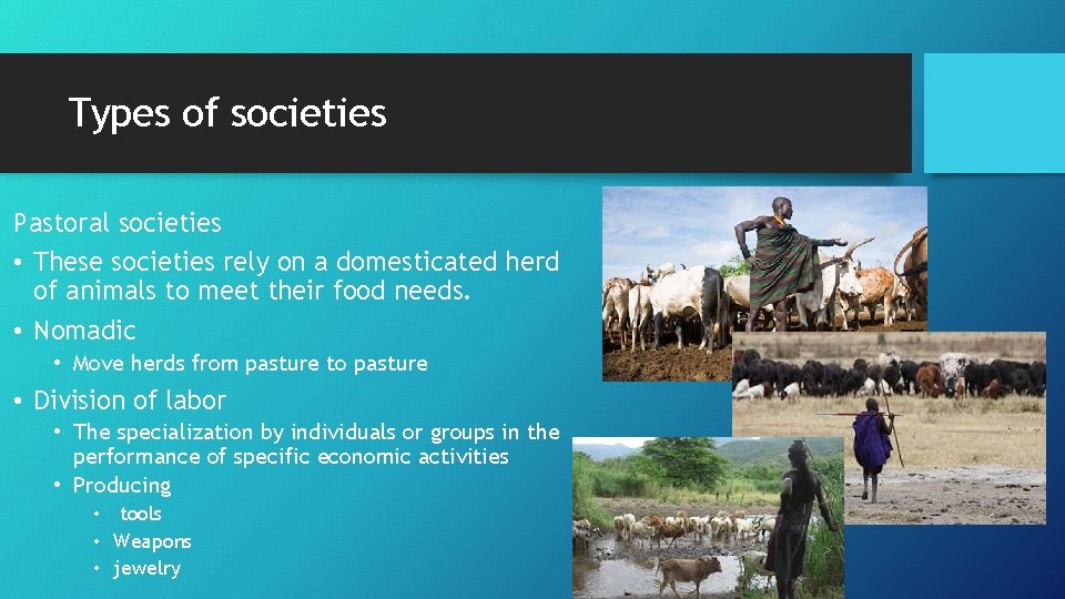 Types of societies Pastoral societies • These societies rely on a domesticated herd of