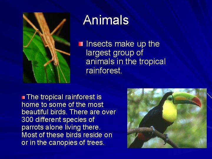 Animals Insects make up the largest group of animals in the tropical rainforest. The