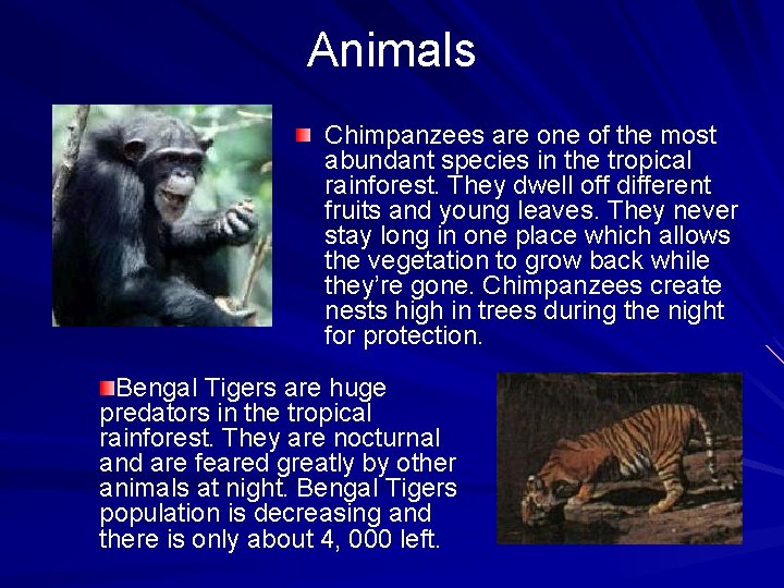 Animals Chimpanzees are one of the most abundant species in the tropical rainforest. They Animals Chimpanzees are one of the most abundant species in the tropical rainforest. They