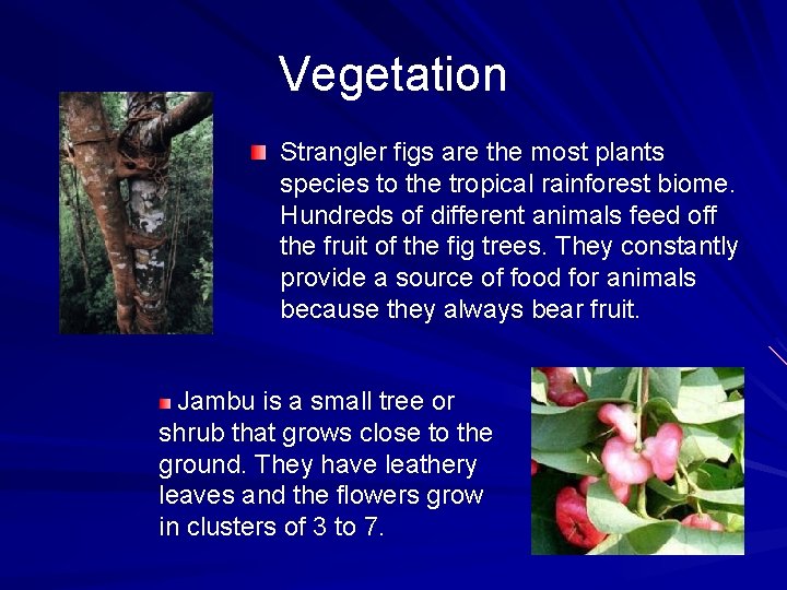 Vegetation Strangler figs are the most plants species to the tropical rainforest biome. Hundreds