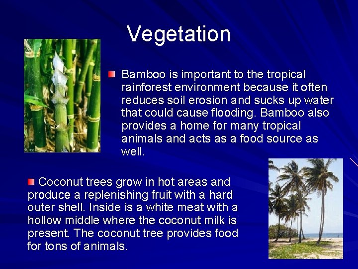 Vegetation Bamboo is important to the tropical rainforest environment because it often reduces soil