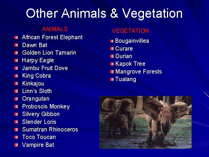 Other Animals & Vegetation ANIMALS African Forest Elephant Dawn Bat Golden Lion Tamarin Harpy