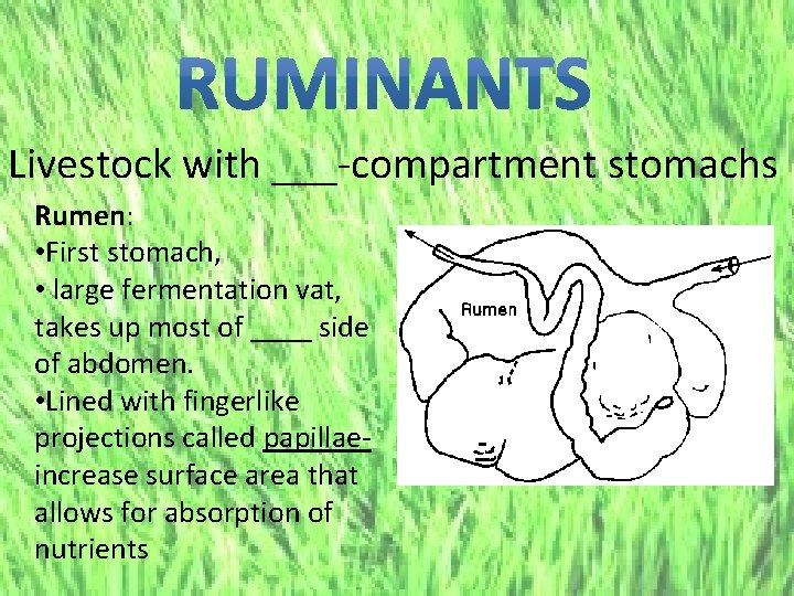 Livestock with ___-compartment stomachs Rumen: • First stomach, • large fermentation vat, takes up