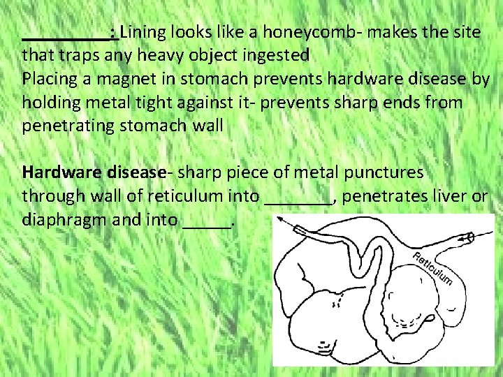 _____: Lining looks like a honeycomb- makes the site that traps any heavy object