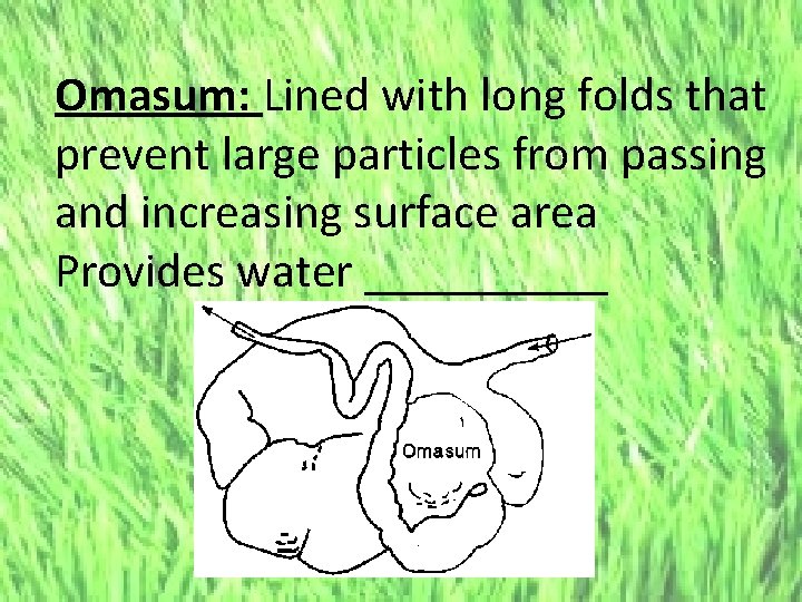 Omasum: Lined with long folds that prevent large particles from passing and increasing surface