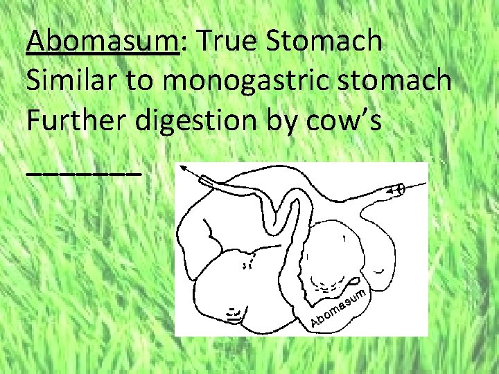 Abomasum: True Stomach Similar to monogastric stomach Further digestion by cow’s _______ 