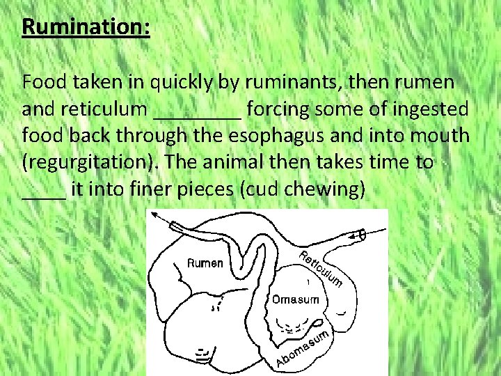 Rumination: Food taken in quickly by ruminants, then rumen and reticulum ____ forcing some