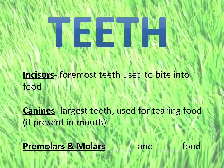 C Incisors- foremost teeth used to bite into food Canines- largest teeth, used for