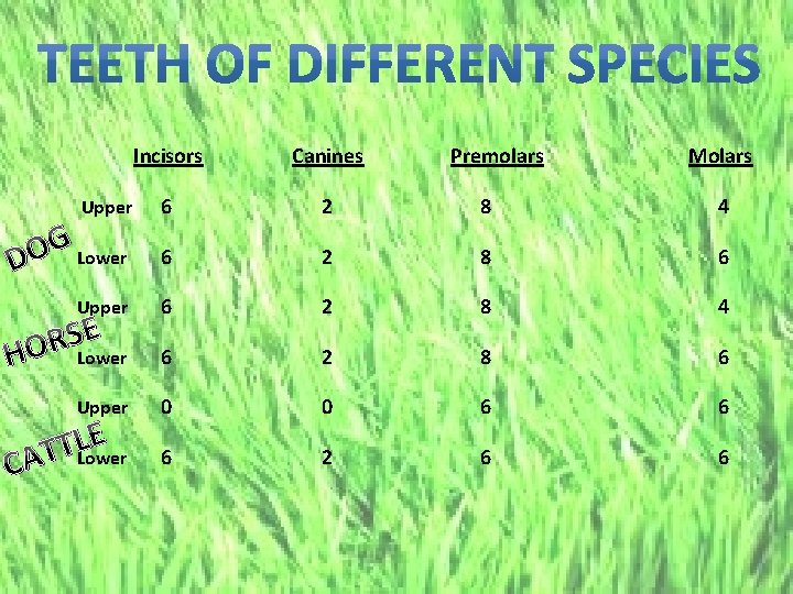 Upper G Lower O D Upper E S R HO Lower Upper C E