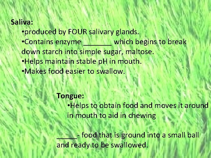 Saliva: • produced by FOUR salivary glands. • Contains enzyme _______ which begins to